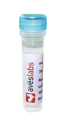 Recombinant Antibodies